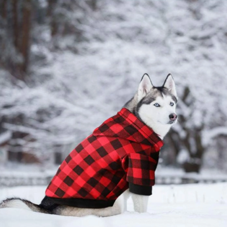Dog Hoodie