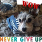 Pet Denim Jumpsuit Dog Jeans Hoodies Cool Blue Coat Medium Small Dogs Classic Jacket Puppy Blue Vintage Washed Vests (L)